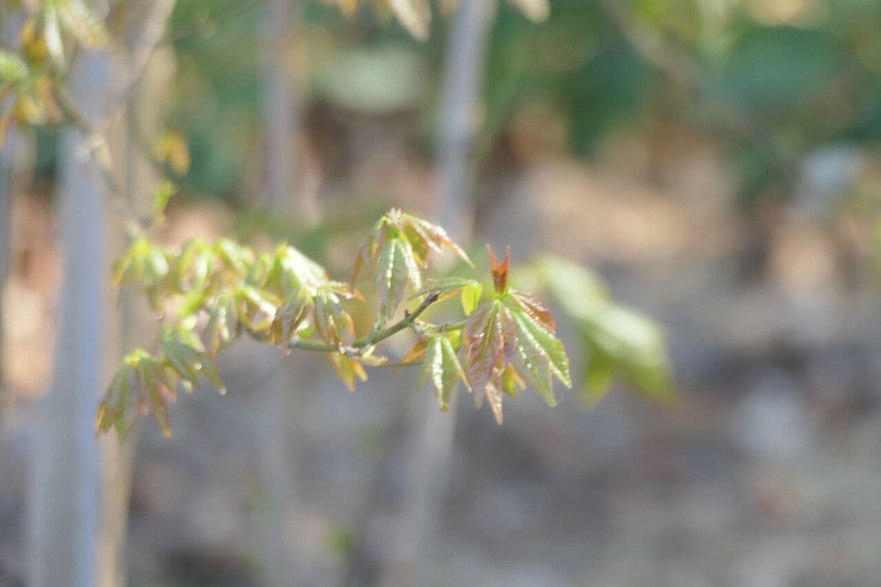 Acero 2