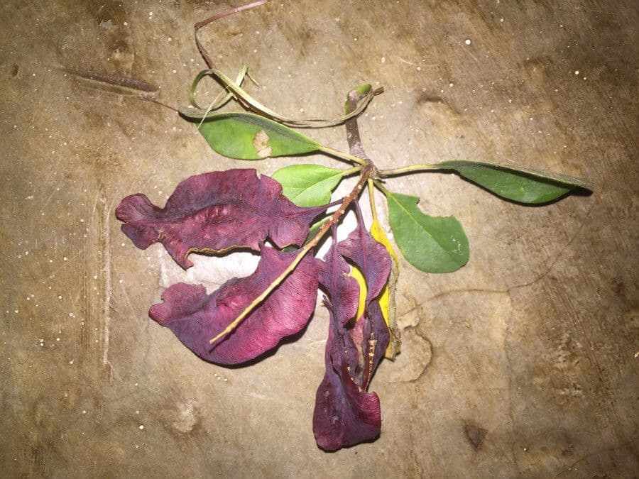 Terminalia 5
