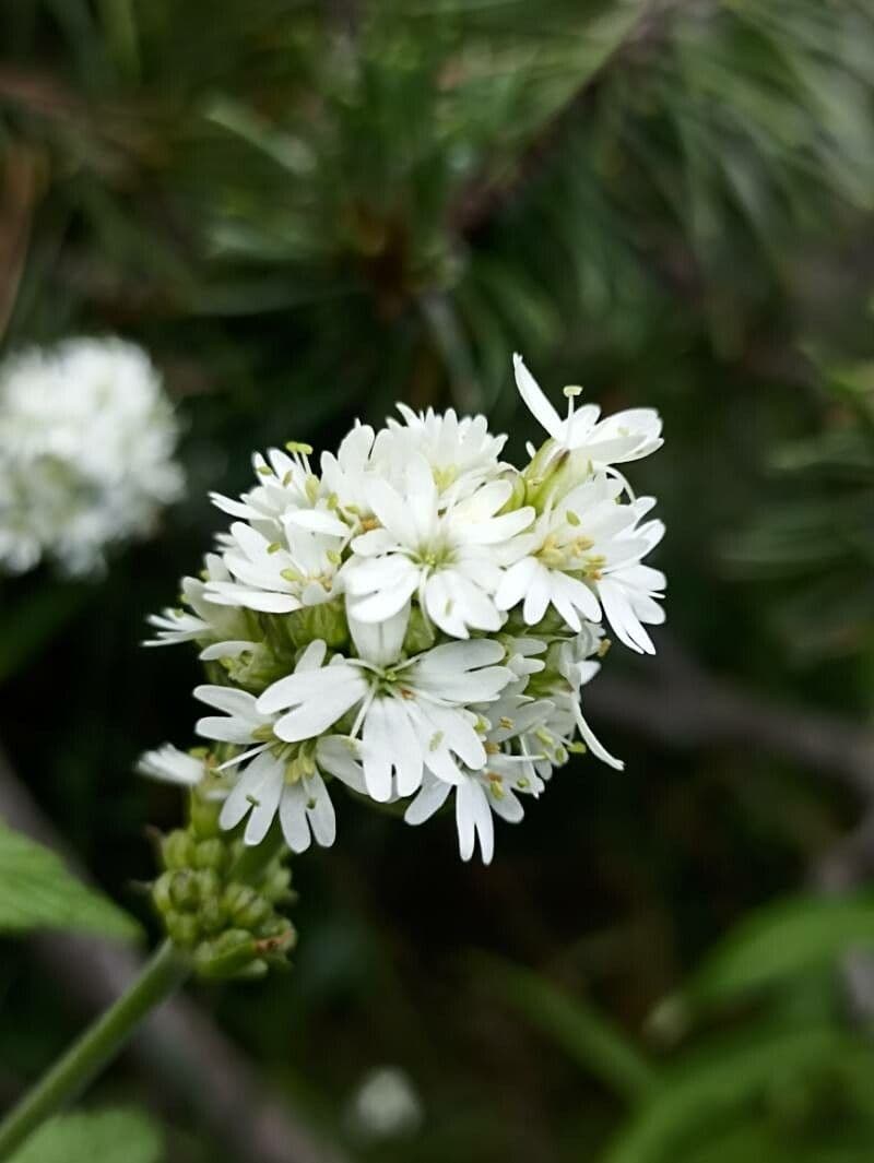 Silene 5