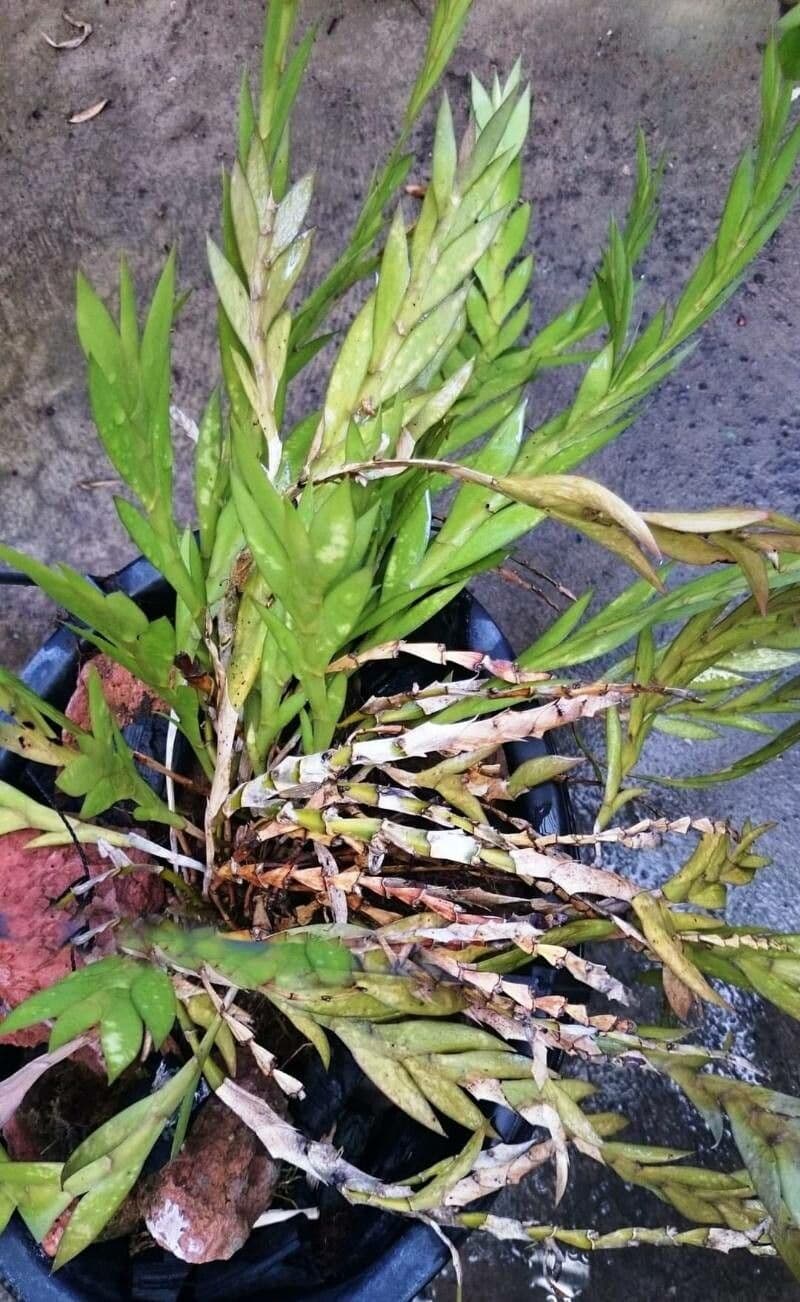 Dendrobium 2