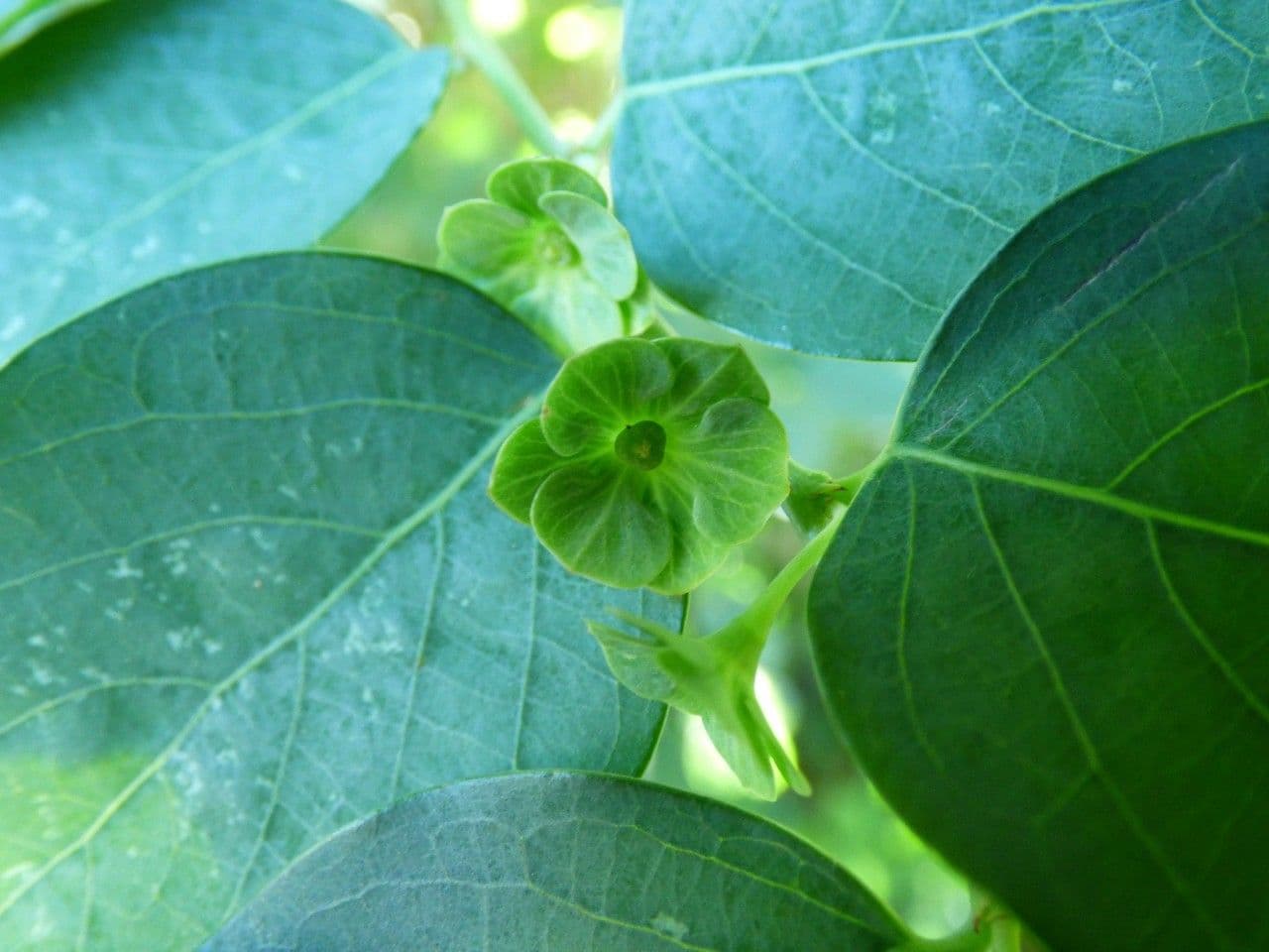 Breynia disticha