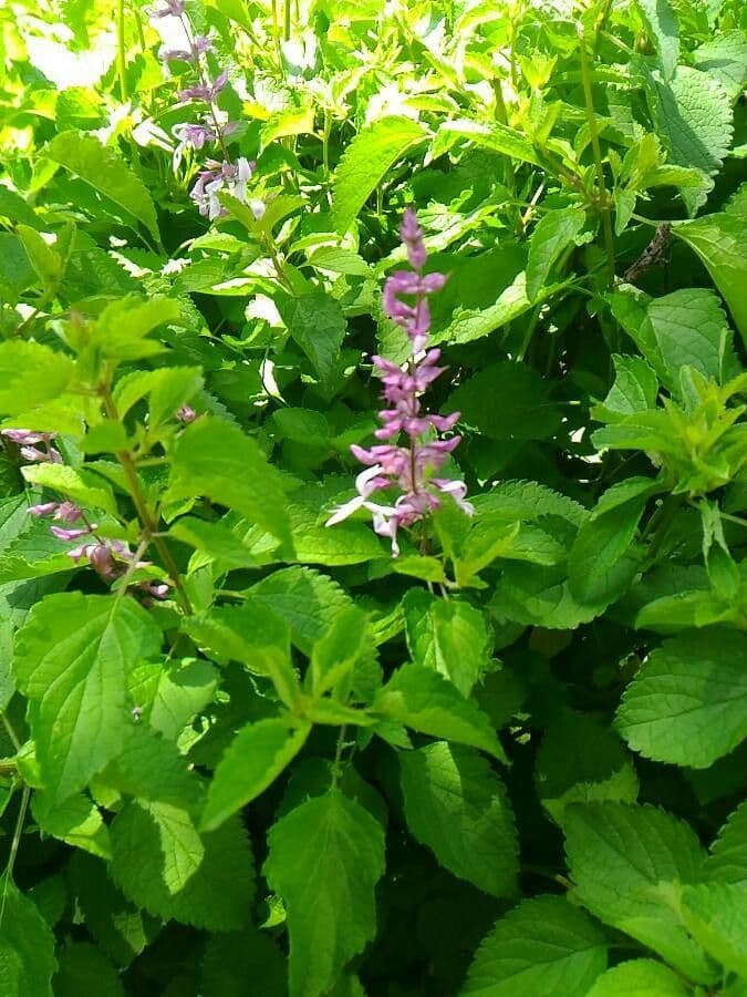 Stachys bullata 19