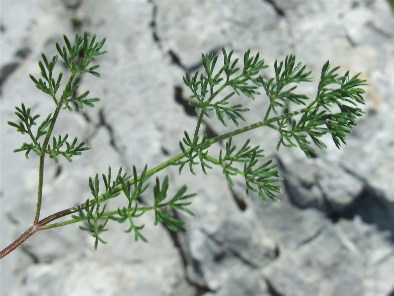 Athamanta cretensis 19
