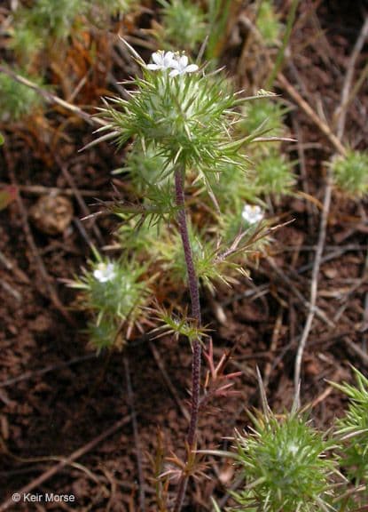 Needleleaf navarretia 13