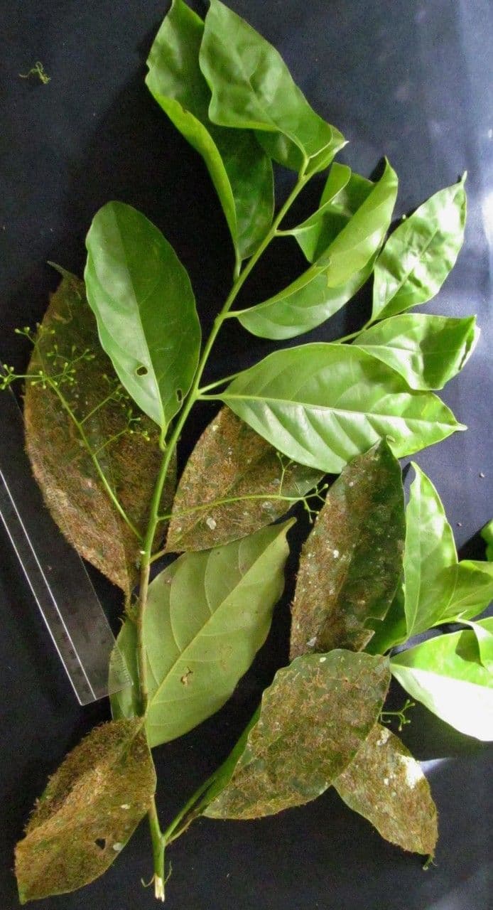 Ocotea 11