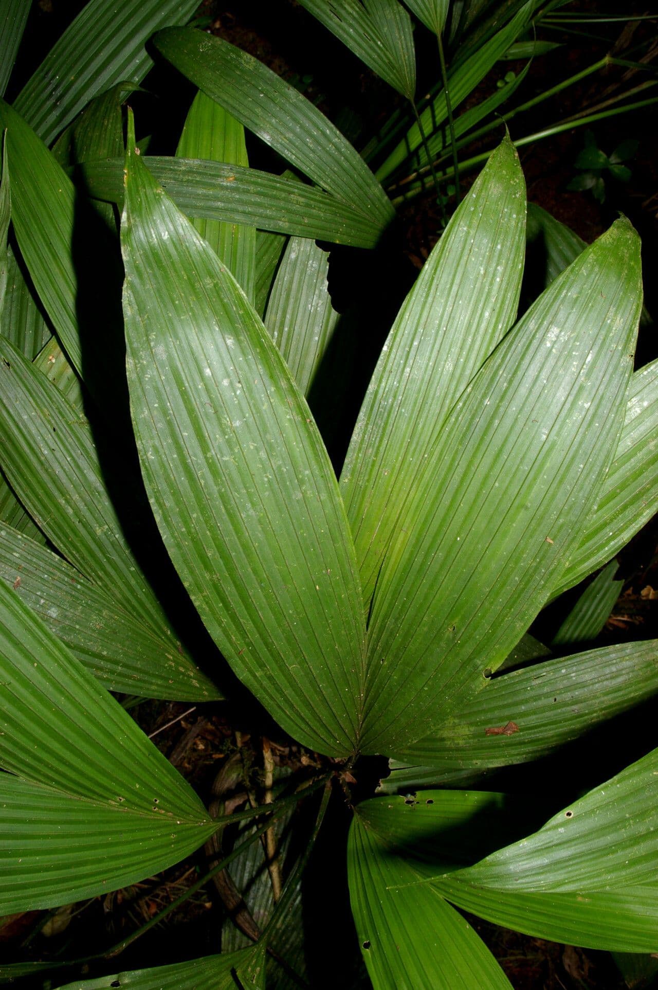 Dicranopygium 3