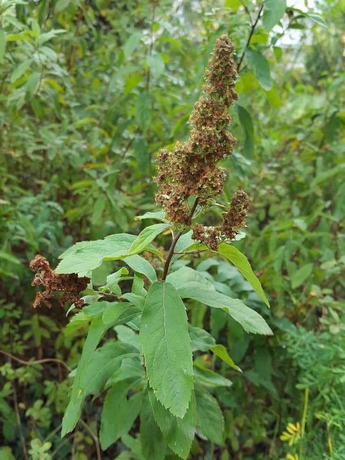 Spiraea di Douglas 5