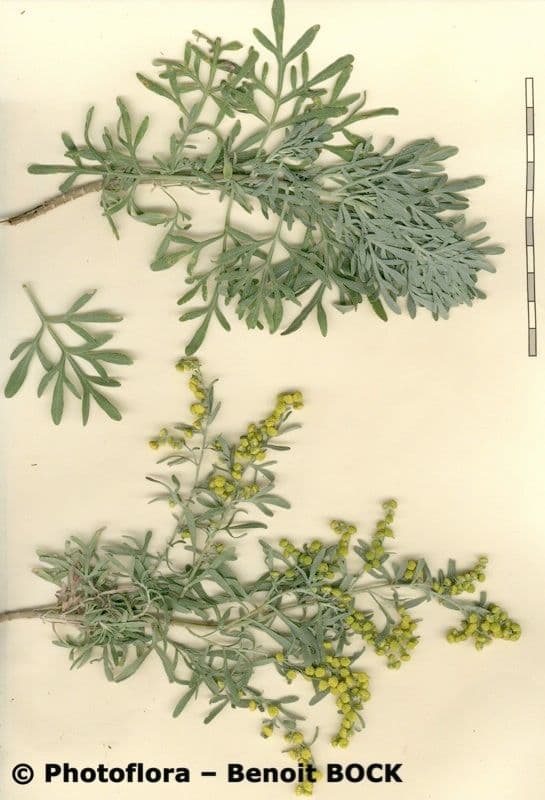 Assenzio 25