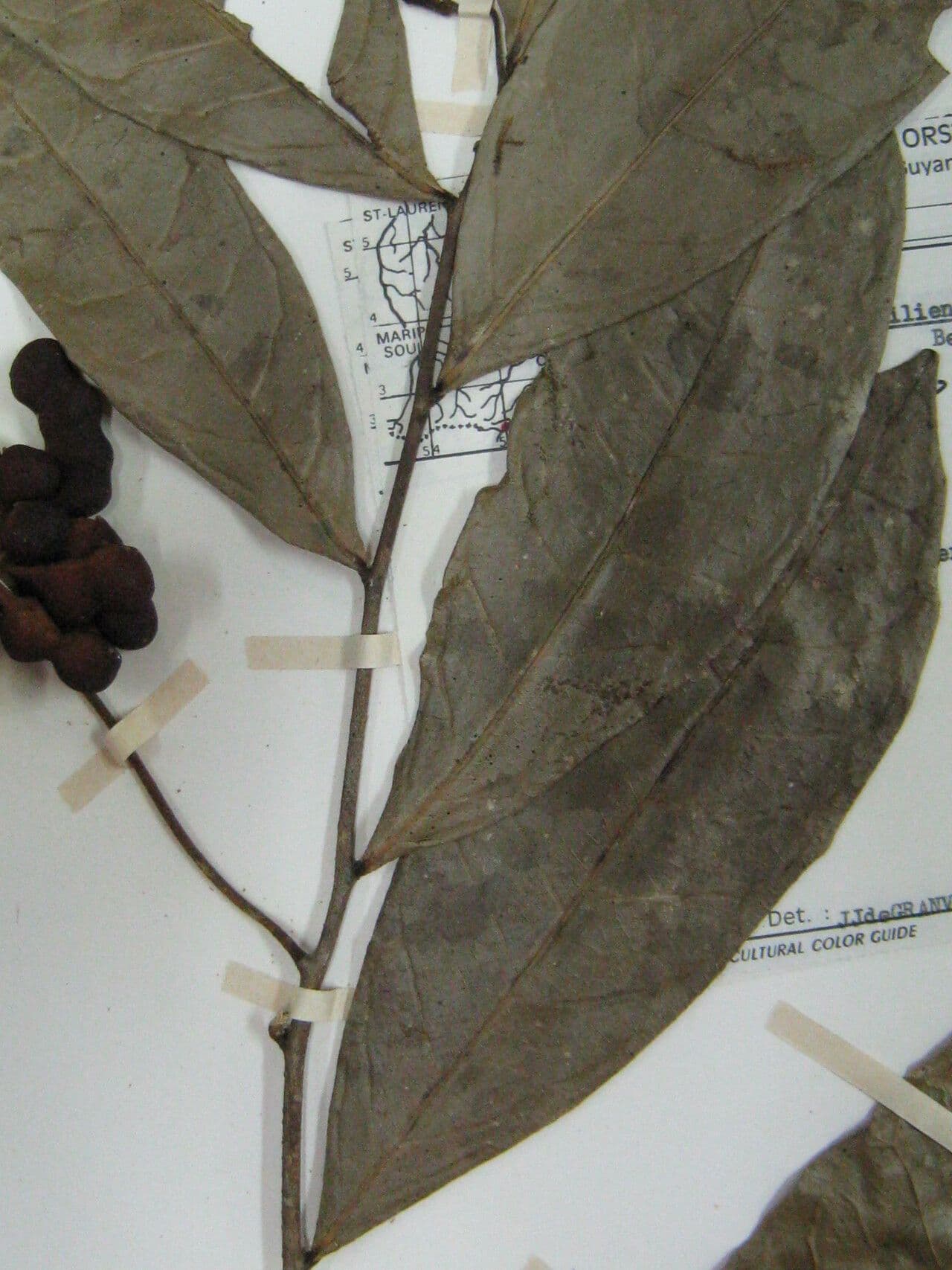 Cymbopetalum 10