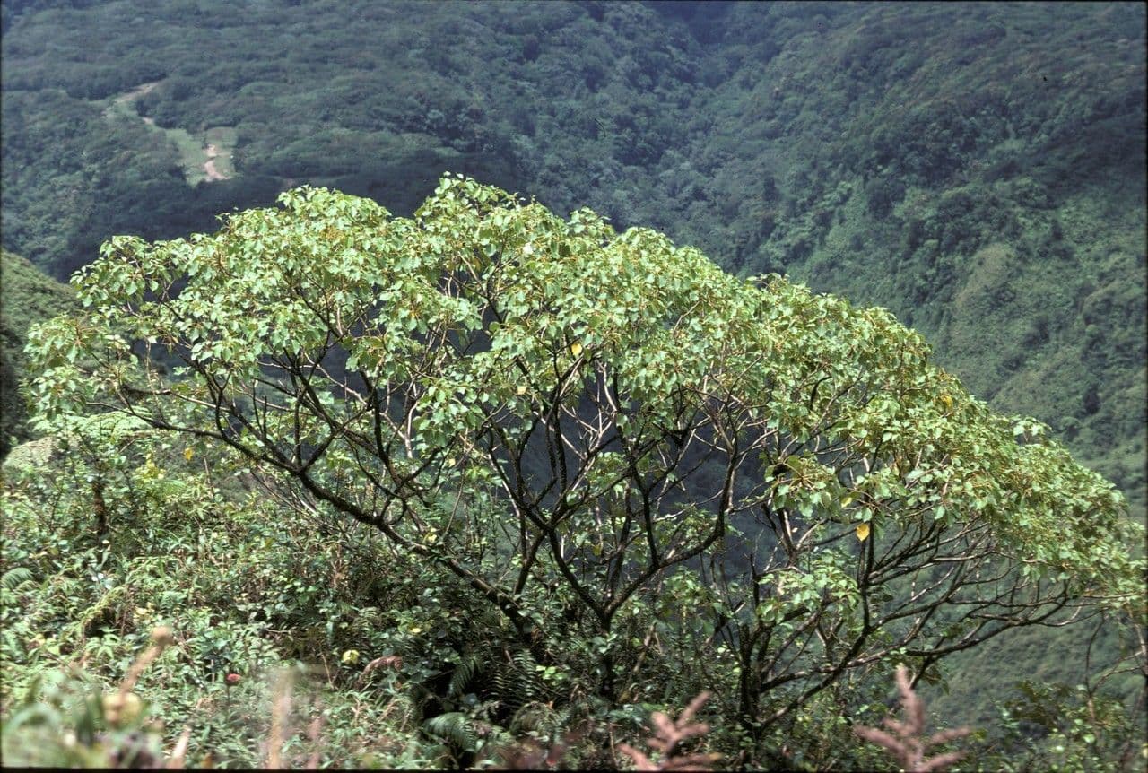 Schefflera 2