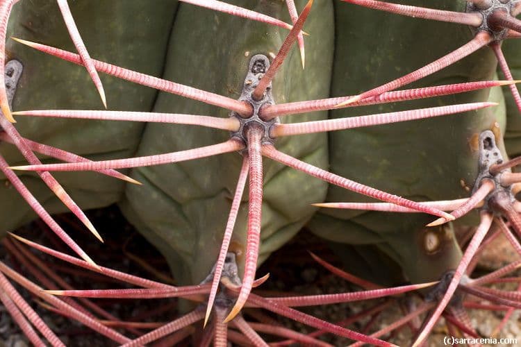 Cactus a botte di Emory 29