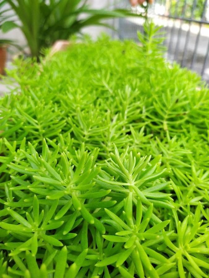 Sedum messicano 14