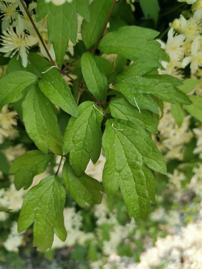 Clématite apiifolia 5