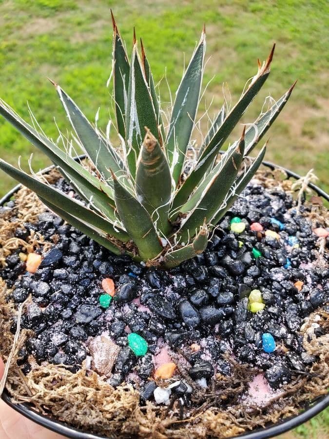 Kleinblütige Agave 6