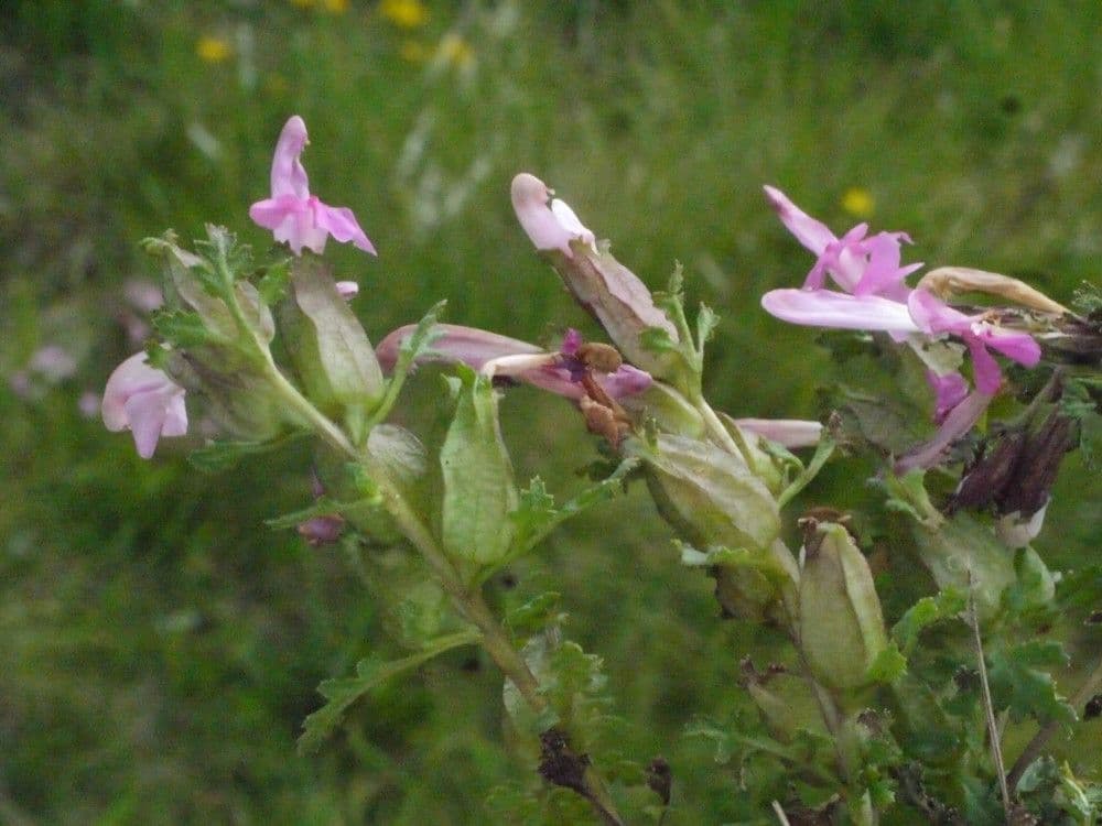 Pedicolare silvatica 24