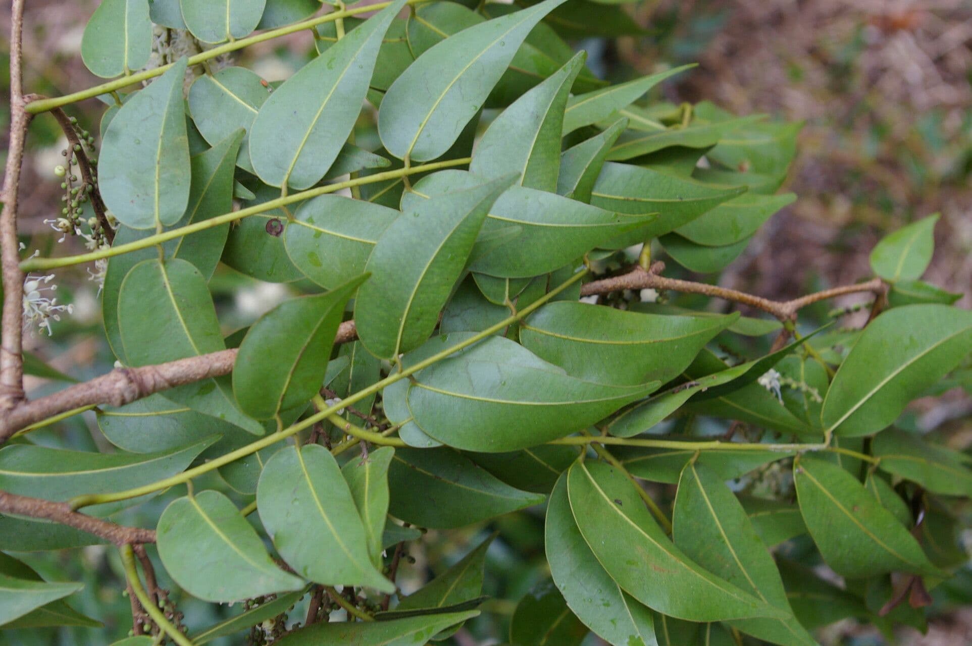 Copaiba 9