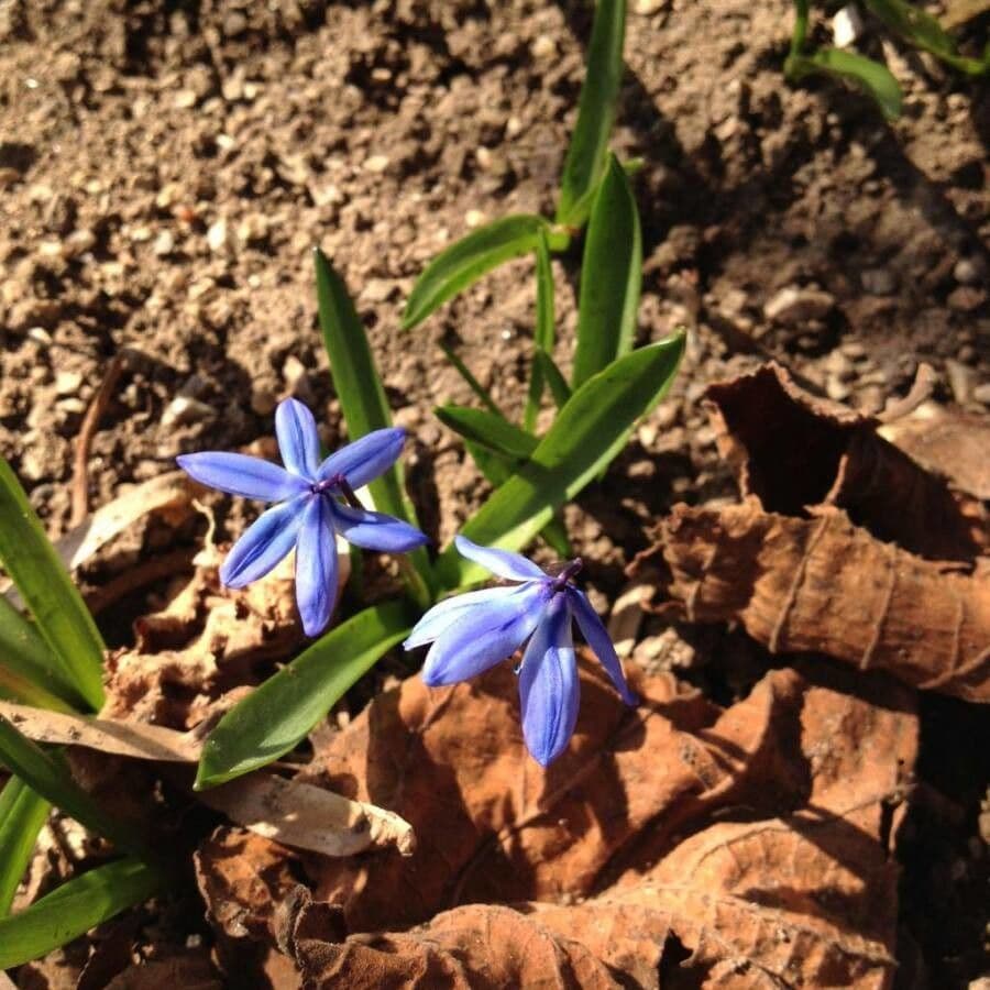 Scilla silvestre 10