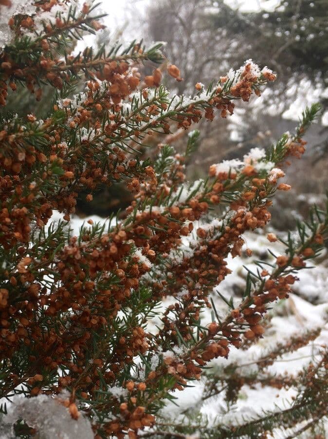 Cornwall-Heide 5