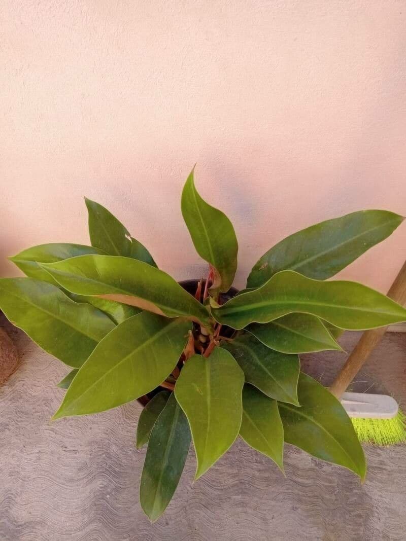 Filodendro 2