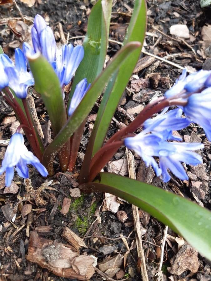 Scilla Forbesa 8