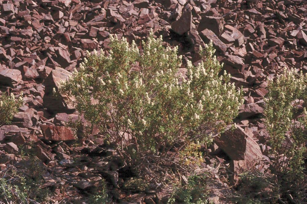 Rubo millefoglio 8