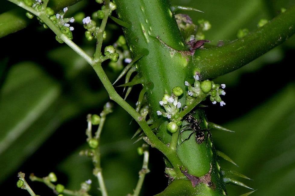 Urera 9