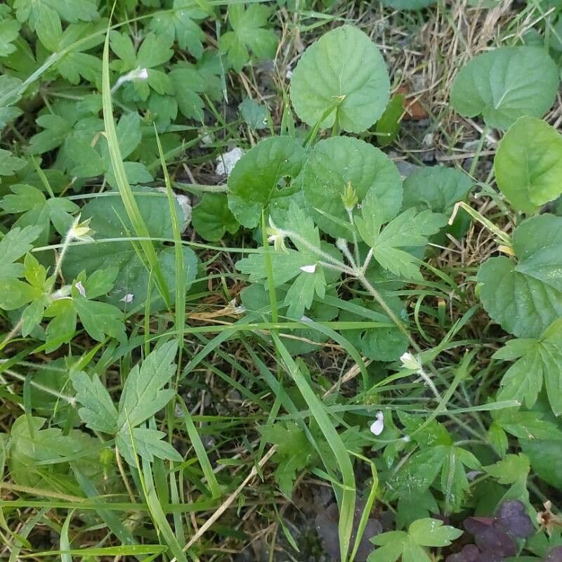 Geranium sibiricum 2