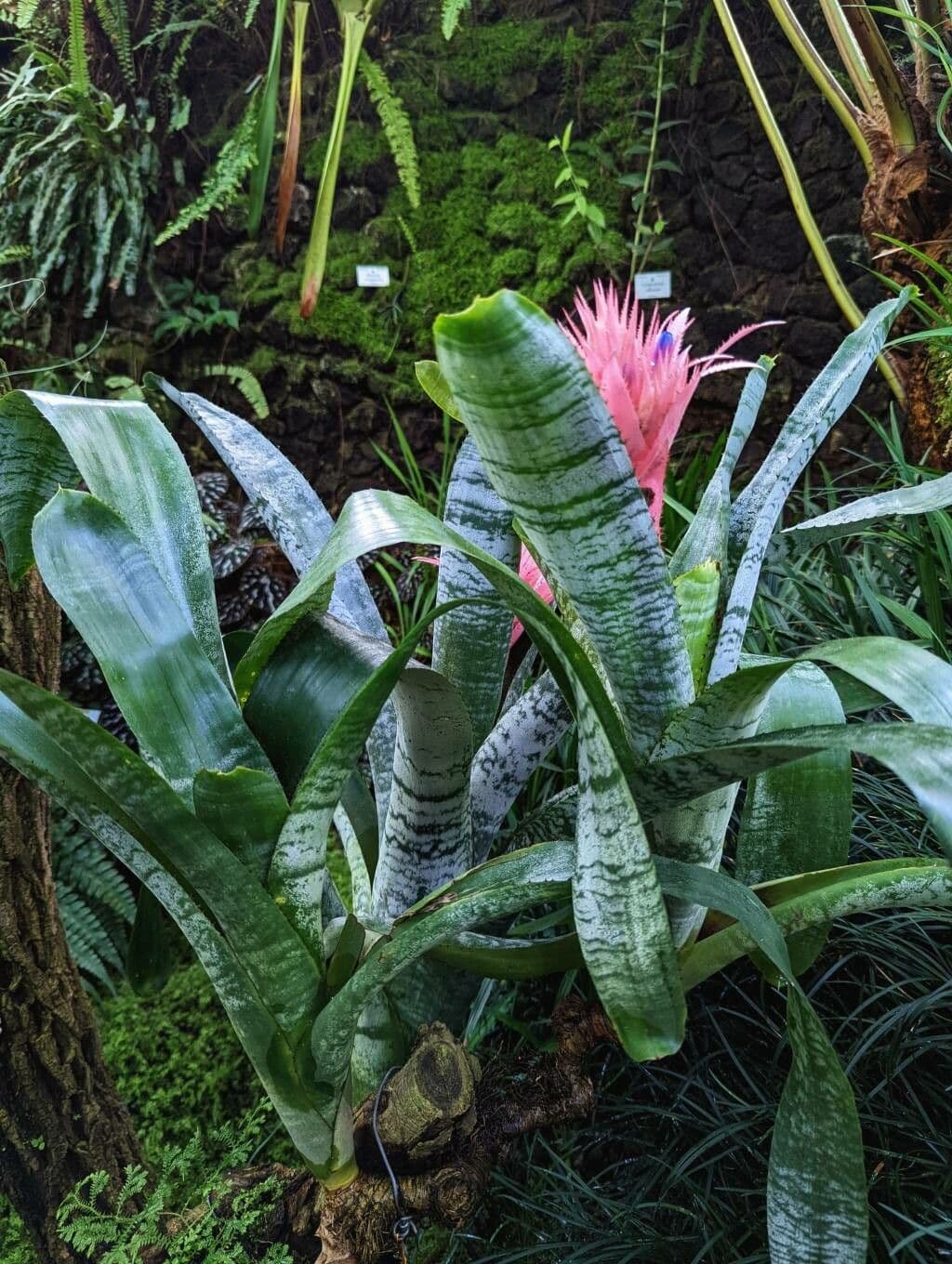 Aechmea 9