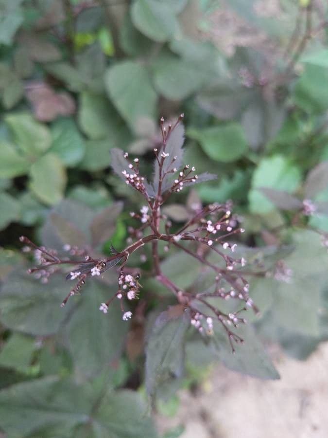 Criptotenia japonská