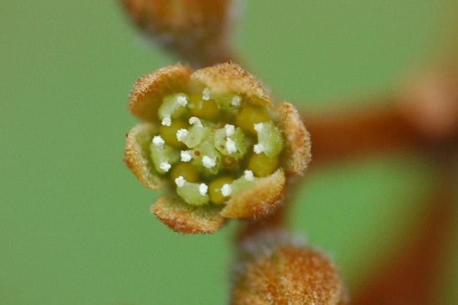 Cryptocarya 2