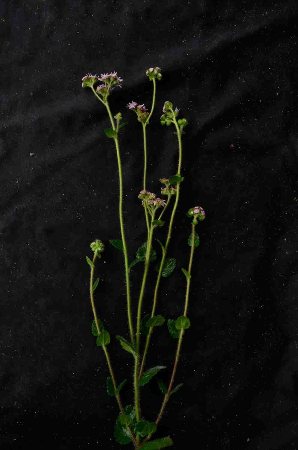 Conocliniopsis
