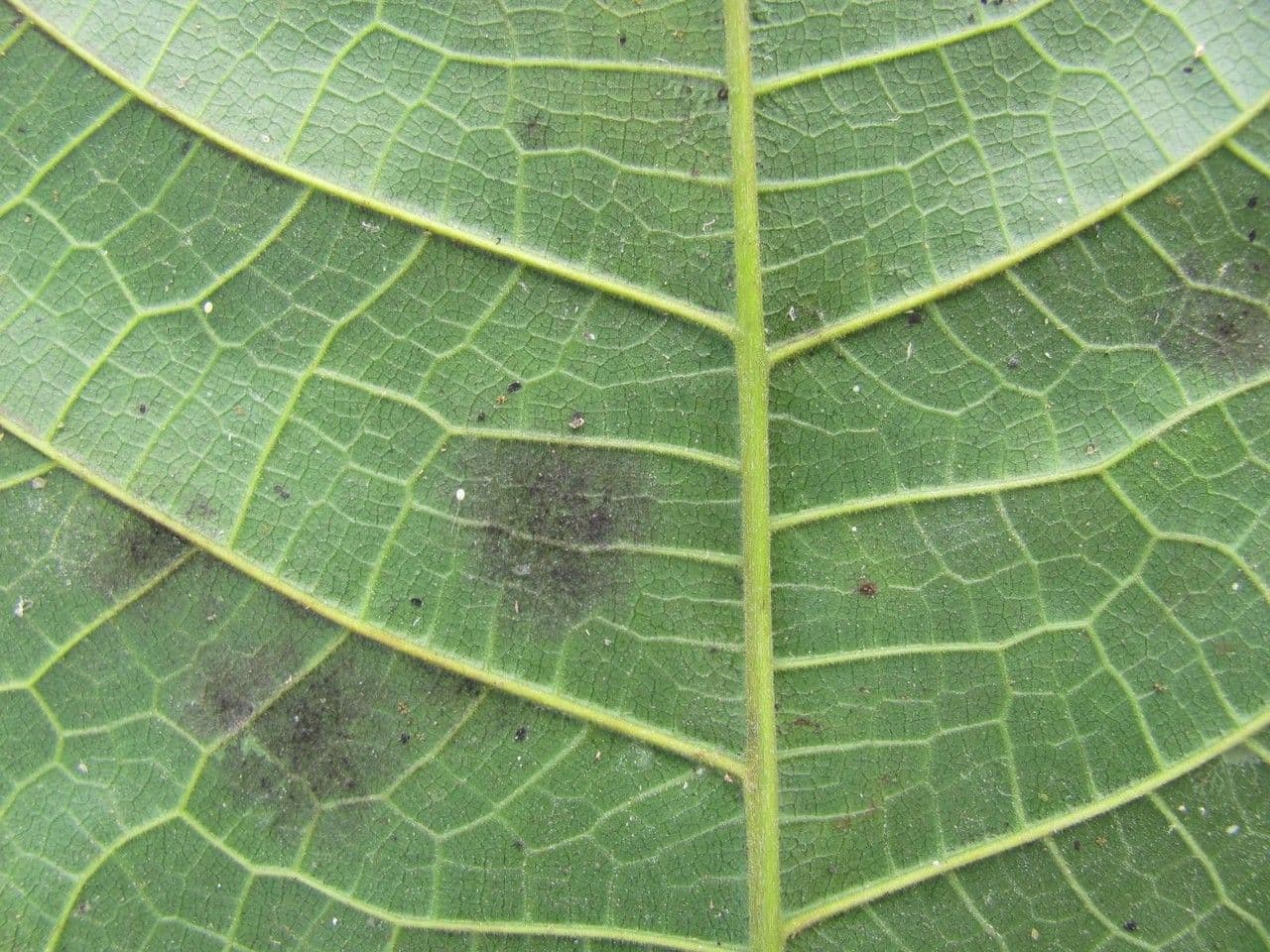 Sorocea 10