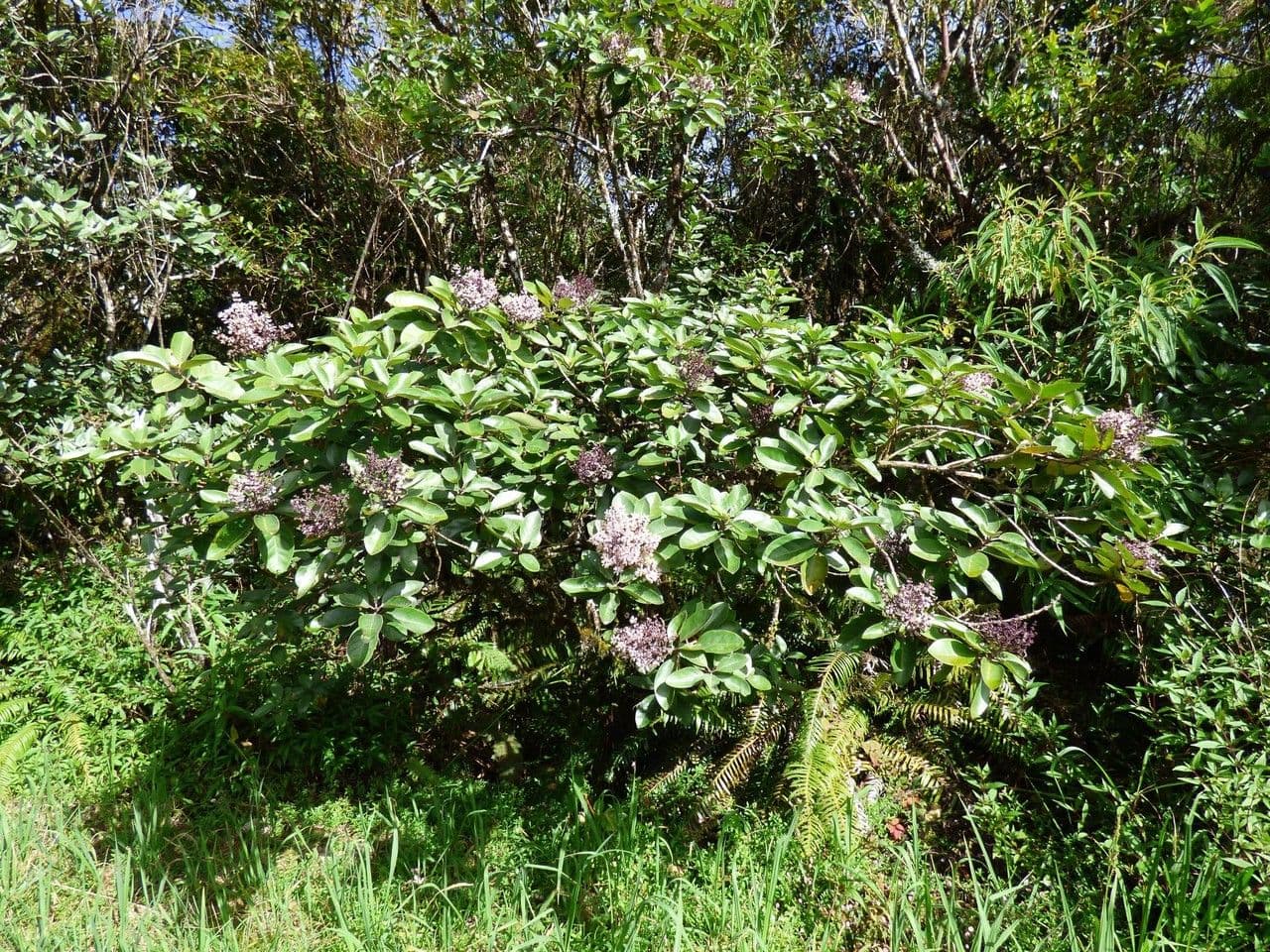 Nuxia verticillata 13