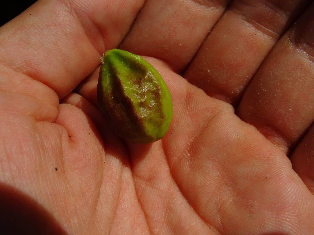 Chrysobalanus icaco 28