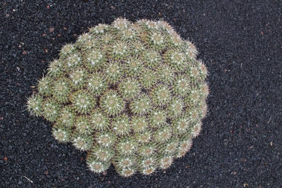 Mammillaria uncinata 6