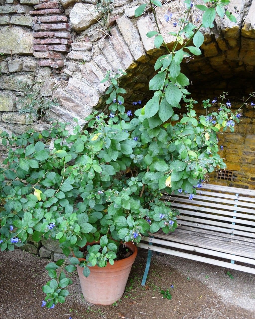 Lantana 15