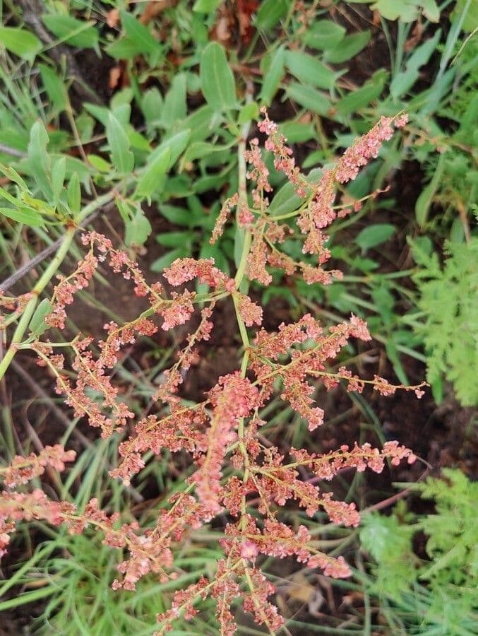 Acetosa 2