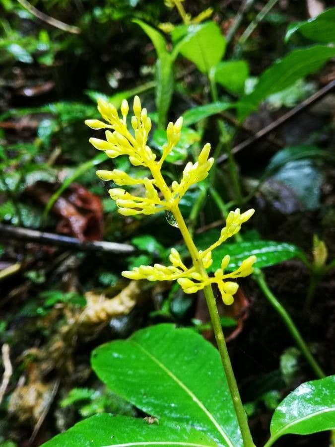 Palicourea 3