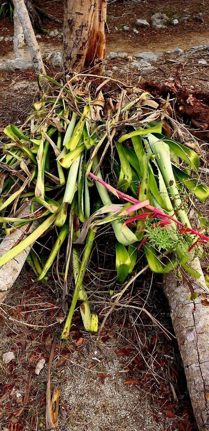 Aechmea 9