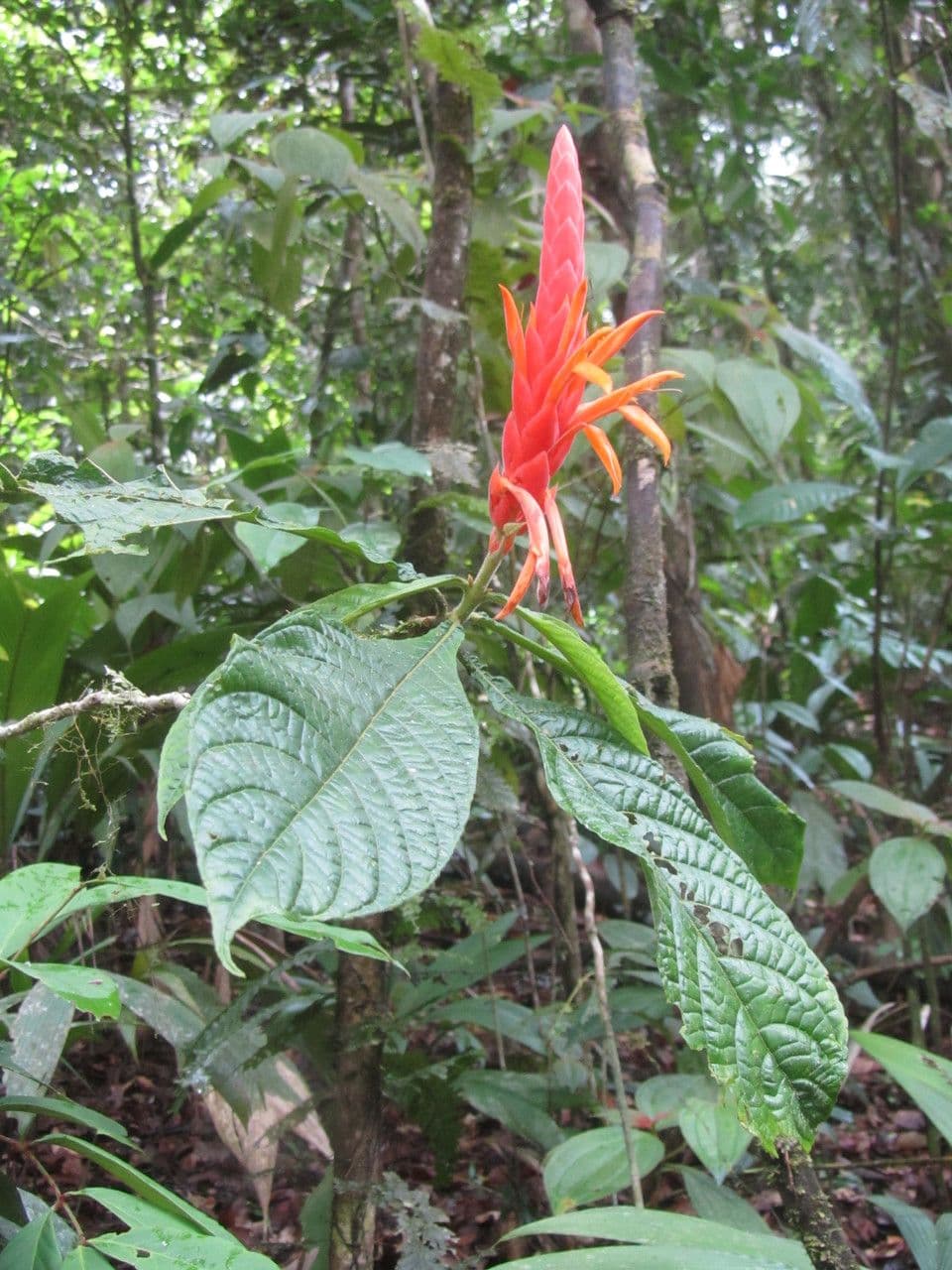 Aphelandra 4