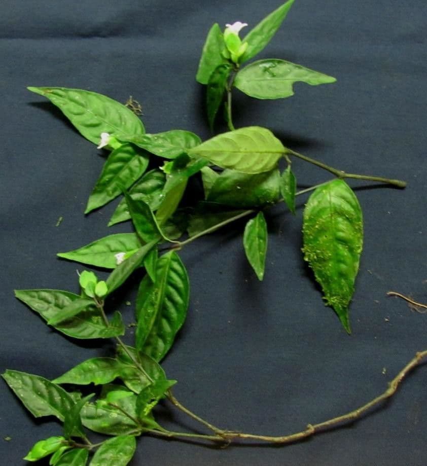 Herpetacanthus 12
