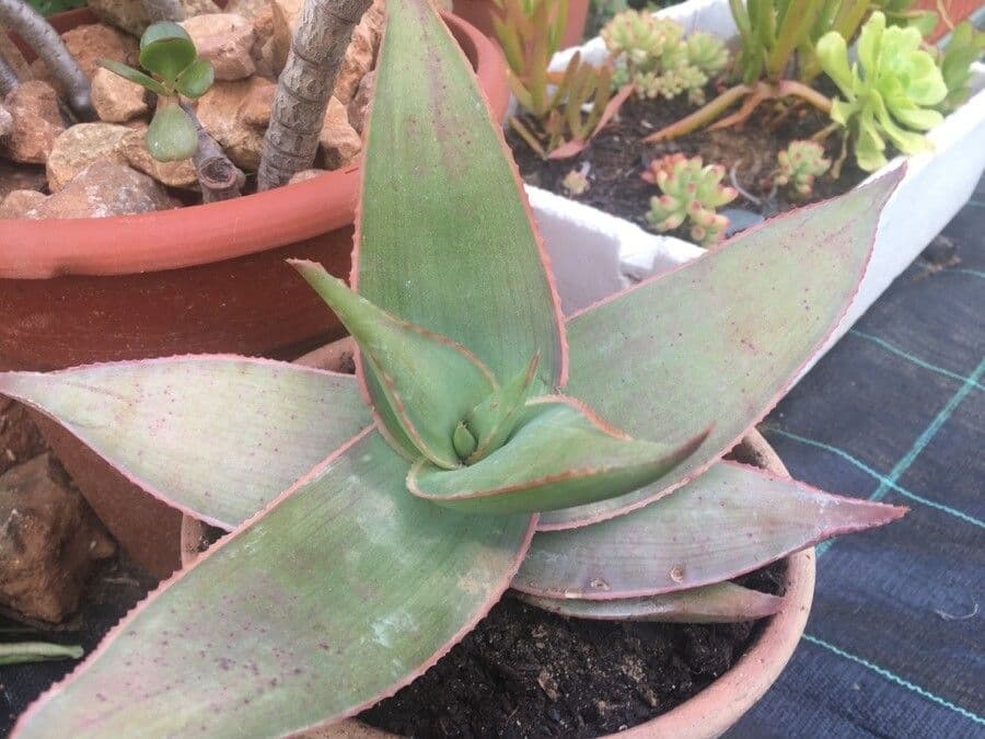 Aloe striata 16