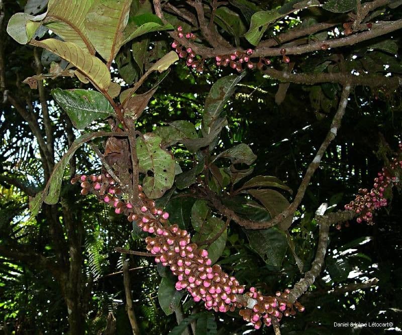 Pycnandra 3