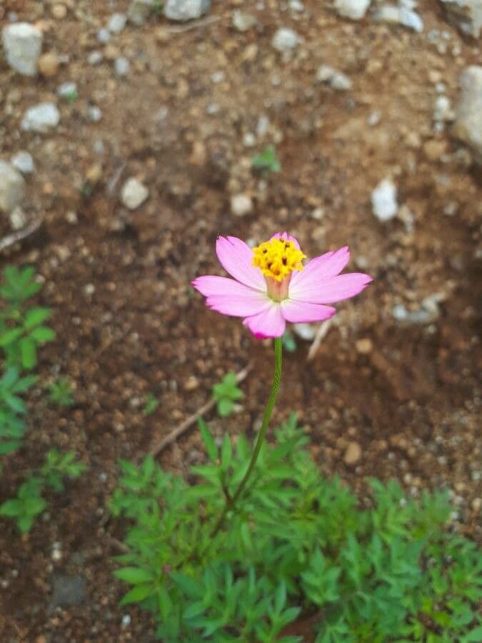 Cosmos 7