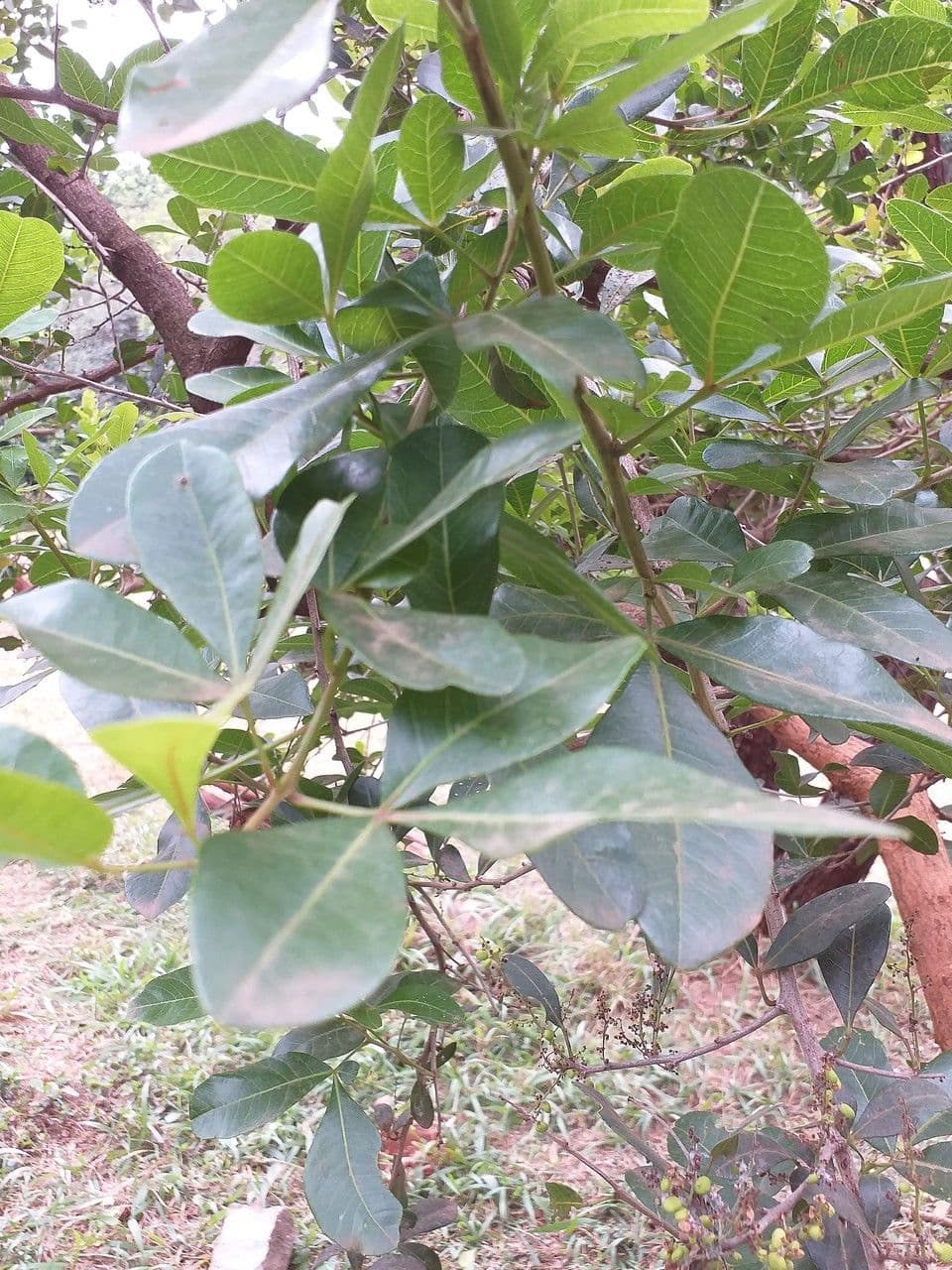 Searsia pyroides 6