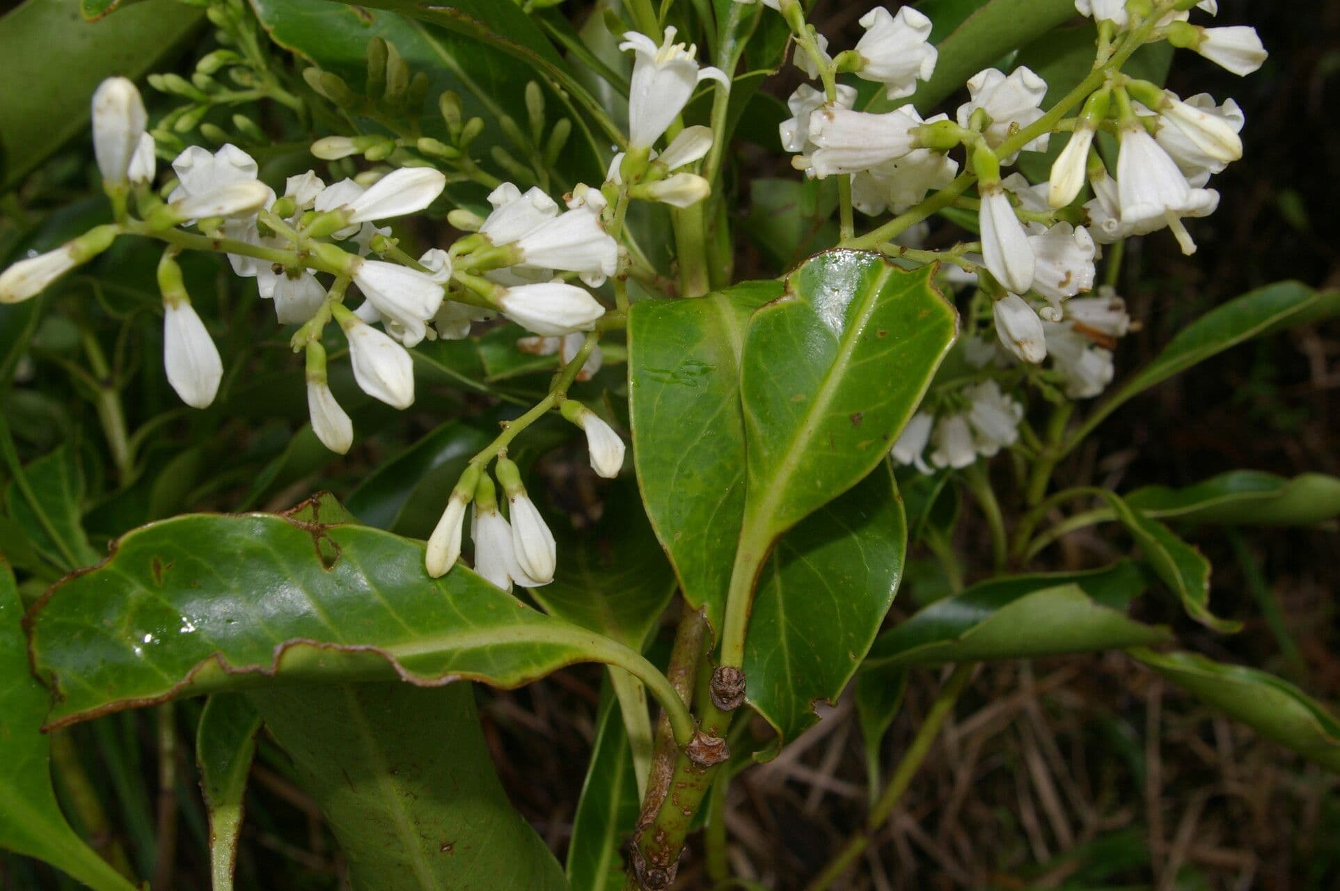 Chiococca 5