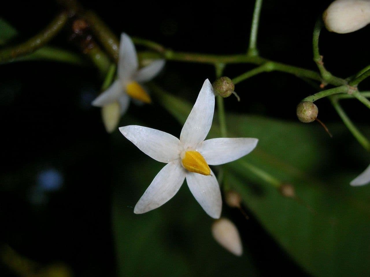 Hymenandra 5