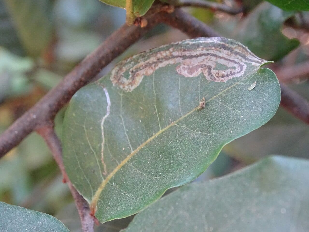 Combretum 2