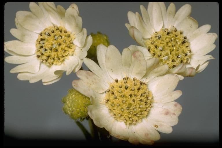 Hemizonia zoskupená 6
