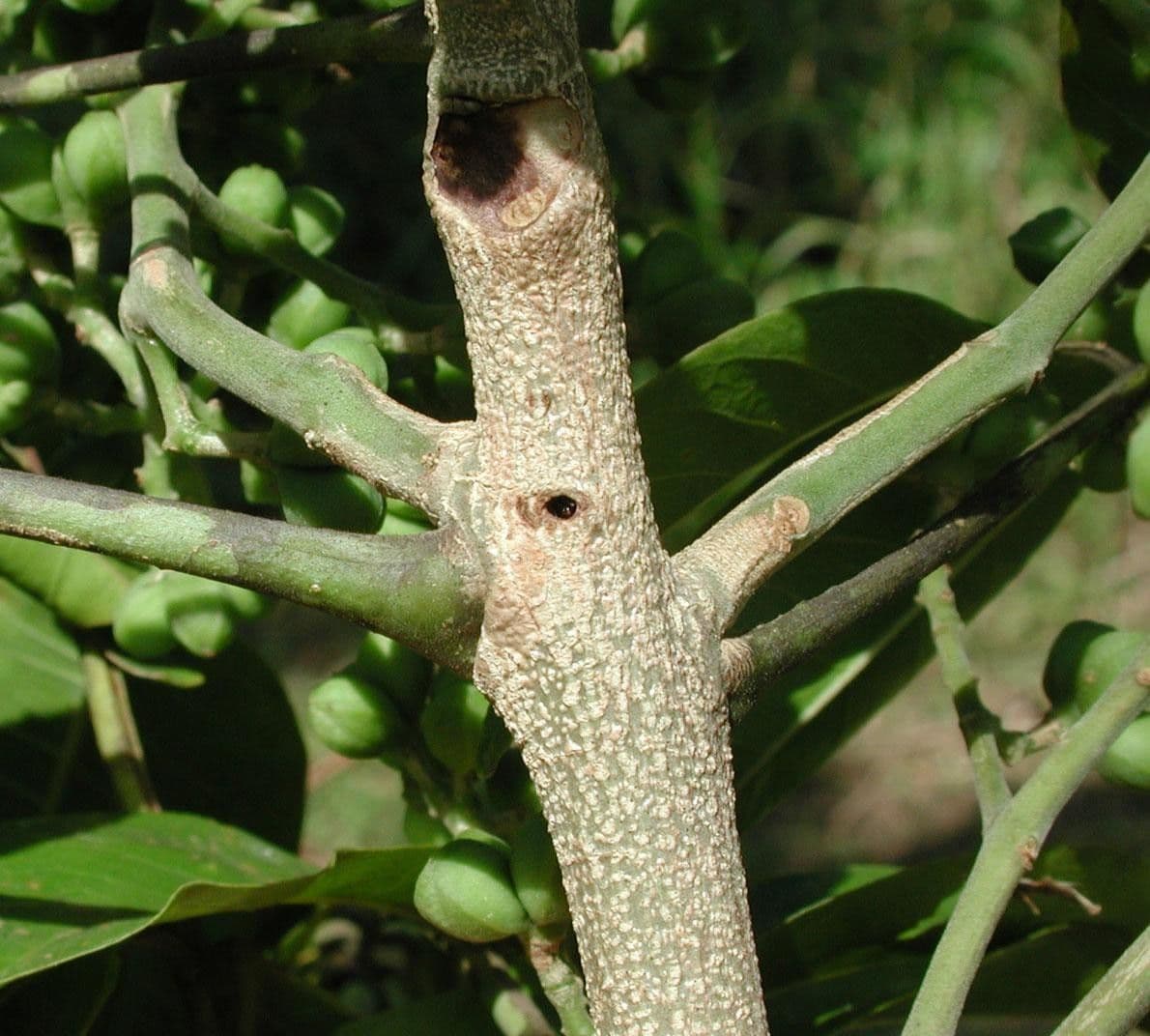 Zanthoxylum 13